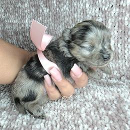 Princess Di - Blue merle Pomeranian puppy in Smithville, Texas from Lafary Poms