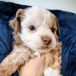 Pearl - White and chocolate female Chinese Crested puppy in Frederick, Maryland from Lovable Cresteds