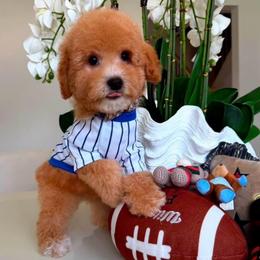 MILO - Apricot male Maltipoo puppy in Sugar Land, Texas from Celebrity Maltipoos
