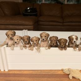 Reserve Female No. 7 - Red  female Goldendoodle puppy in Modesto, California from Central Valley Canine Companions
