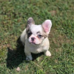 Onyx ready now - Black and white male French Bulldog puppy in Miami, Oklahoma from Destiny Jones