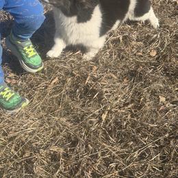 American Corgi, Dachshund, and Pembroke Welsh Corgi Puppies from Seven B Corgis & Doxies