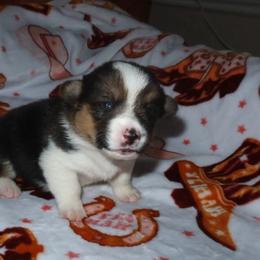 Stella - Black and tan female American Corgi puppy in Kennewick, Washington from Corgis of Tricities