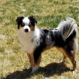 Dazlynn - Miniature Australian Shepherd