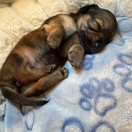 Akc shaded Terk - Red female Dachshund puppy in Erie, Michigan from Champagne’s Grinch Toe’d Dachshunds