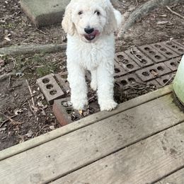 Goldendoodle Puppies from Southern Grace Acres