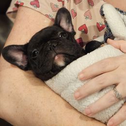 French Bulldog Puppies from A&D Frenchies