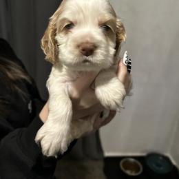 Cocker Spaniel All Grown Up from Irish’s lucky cockers