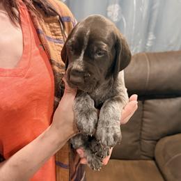Atlas - Liver and white male German Shorthaired Pointer puppy in Plymouth, Wisconsin from Oak Country GSP's