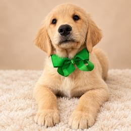 Maverick - Light golden male Golden Retriever puppy in Chicago, Illinois from Urbane Retrievers