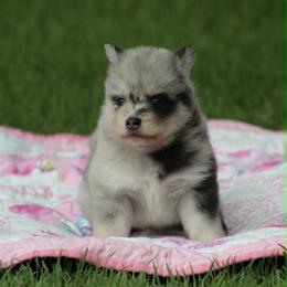 Pomsky Puppies from Susan Warnock