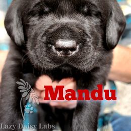 Boy 2 - Labrador Retriever puppy in Priest River, Idaho from Lazy Daisy Labs