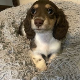 Betty -pet only- - Dachshund puppy from AJs Doxies
