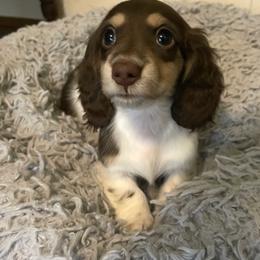 Betty -pet only- - Dachshund puppy from AJs Doxies