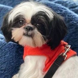 Banana - Shih Tzu