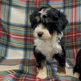 Bernedoodle Puppies from Mid-West Bernedoodles
