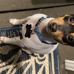 Toy Fox Terrier Puppies from Sharpfox Toy Fox Terriers