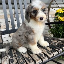 Abby - Blue merle female Bernedoodle puppy in Holtwood, Pennsylvania from Country Ridge Puppies