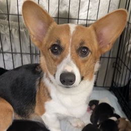 Beanie - Pembroke Welsh Corgi