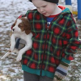 Clumber Spaniel and Irish Red and White Setter Puppies from NyaStar & Chequamegon
