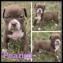 Peanut - Red and white female Olde English Bulldogge puppy in Merrill, Michigan from Haase Family Kennels