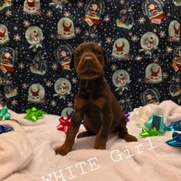 White - Red and rust female Doberman Pinscher puppy in Knox, Indiana from Double River Dobermans