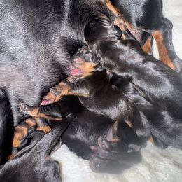 Dachshund Puppies from Hot Dog Haven