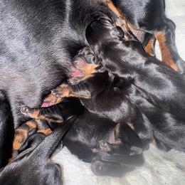 Dachshund Puppies from Hot Dog Haven