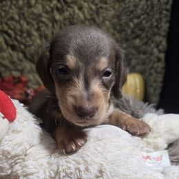 Gateau - Chocolate and cream male Dachshund puppy in Bigfork, Minnesota from Long Ears and Long Dogs Ranch