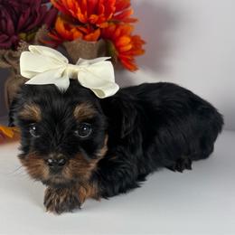 Little girl - Black and tan female Yorkshire Terrier puppy in Dahalonega, Georgia from C. D. K