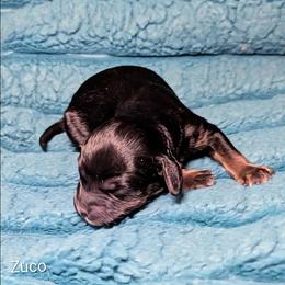 Zuco - Black and tan male Cockapoo puppy in Sunset, Louisiana from Cano Cockapoos
