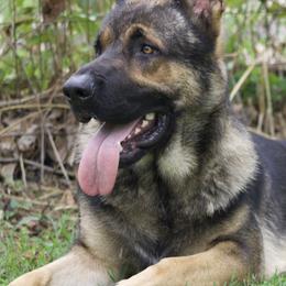 German Shepherds from Skaggs Shepherds