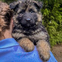 Orange Sunrise - Black and tan male German Shepherd puppy in Bonney Lake, Washington from German Shepherds Von Washington