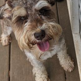 Axel - Miniature Schnauzer
