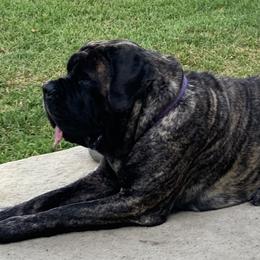 Lila - Mastiff