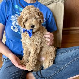 All Star - Apricot male Goldendoodle puppy in Roy, Utah from Doodles are Amazing