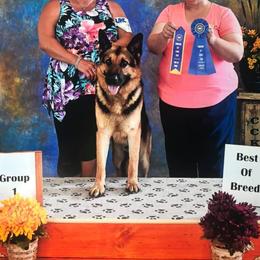 German Shepherds from TNT Pups
