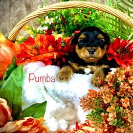 Yorkshire Terrier Puppies from Cutest AKC AZ Yorkies