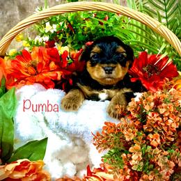Yorkshire Terrier Puppies from Cutest AKC AZ Yorkies