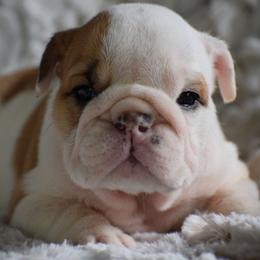Lucy - Red and white female Bulldog puppy in Bradleyville, Missouri from HurstBulldogs