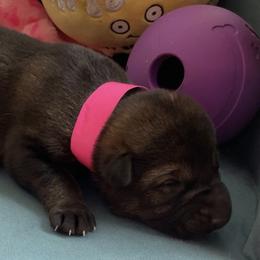 Dachshund and German Shepherd Puppies from Illyria Dox & GSD