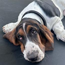 Basset Hounds from Cache Valley Bassets