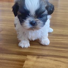 Shih Tzu Puppies from Willow Lane Shih Tzus