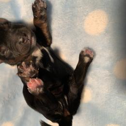 Yorkipoo and Yorkshire Terrier Puppies from Bougie Paws llc