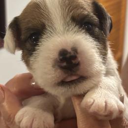Border Terrier and Parson Russell Terrier Puppies from Meadowlake Terriers