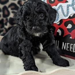 Aussiedoodle, Australian Shepherd, Bernedoodle, Cockapoo, and Poodle Puppies from Sis' Doodles & Poodles