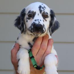 Dark Green - White and black male Dalmatian puppy in Cottage Grove, Oregon from Hidden Hills Dalmatians