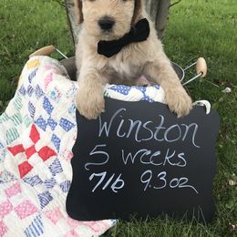 Goldendoodle, Schnoodle, and Sheepadoodle Puppies from Dood Ranch