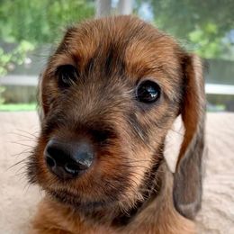 Red wire boy - Red male Dachshund puppy in Michigan And Florida Locations, Michigan from UP North Dachshunds UPNDLLC