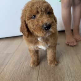 Girl 3 - Parti female Poodle puppy in Sn Bernrdno, California from JennieMiniPets